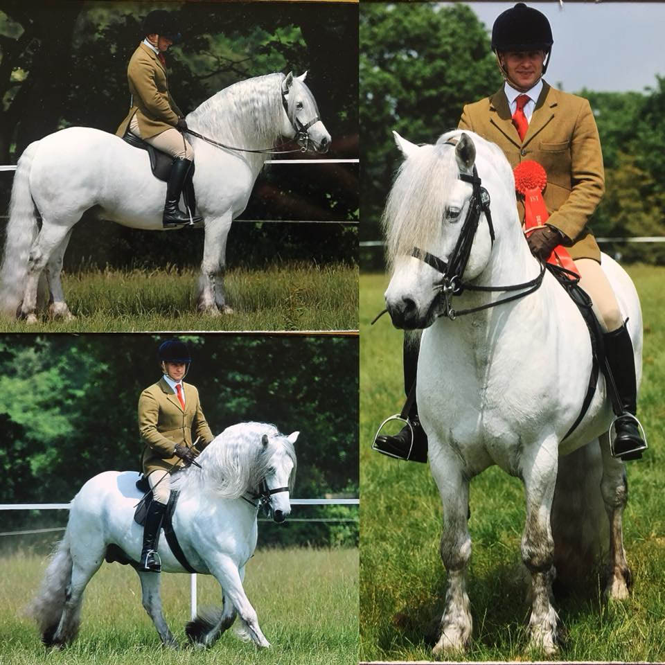 Champion Mountain and Moorland Pony Stallion - Benbreac of Croila